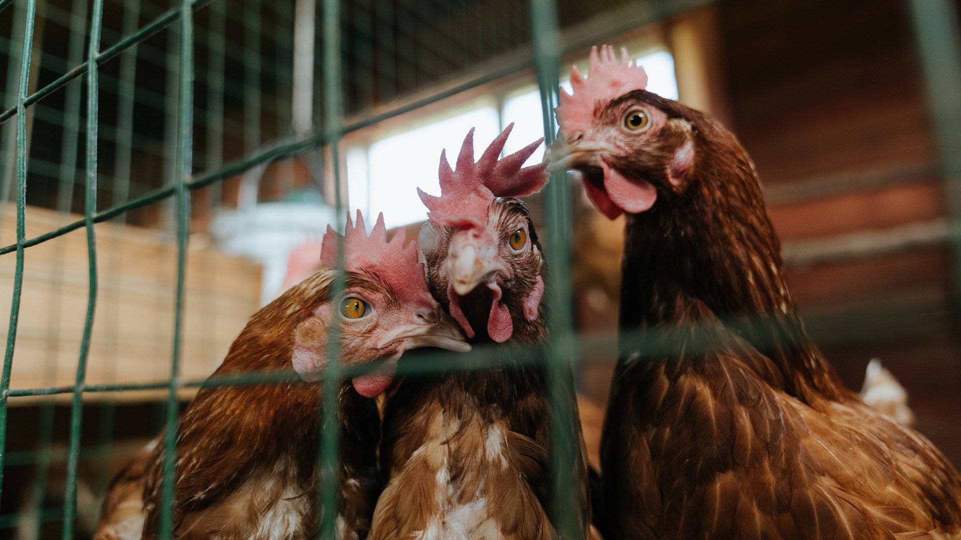 乐鱼app下载-博卡尝试反击，屡被拜仁中断，博卡啥意思