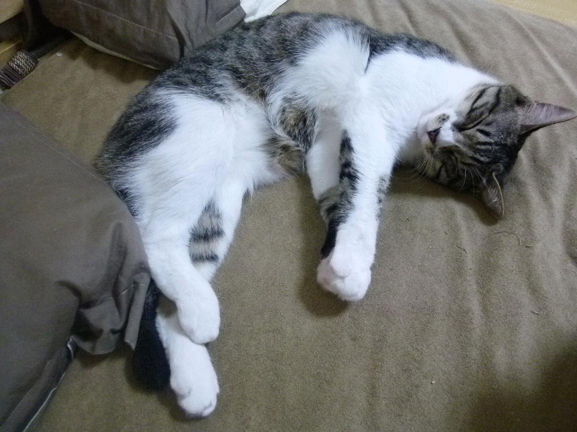 乐鱼体育在线-国家男篮重视年轻球员心理成长助力长远发展，男篮规划球员