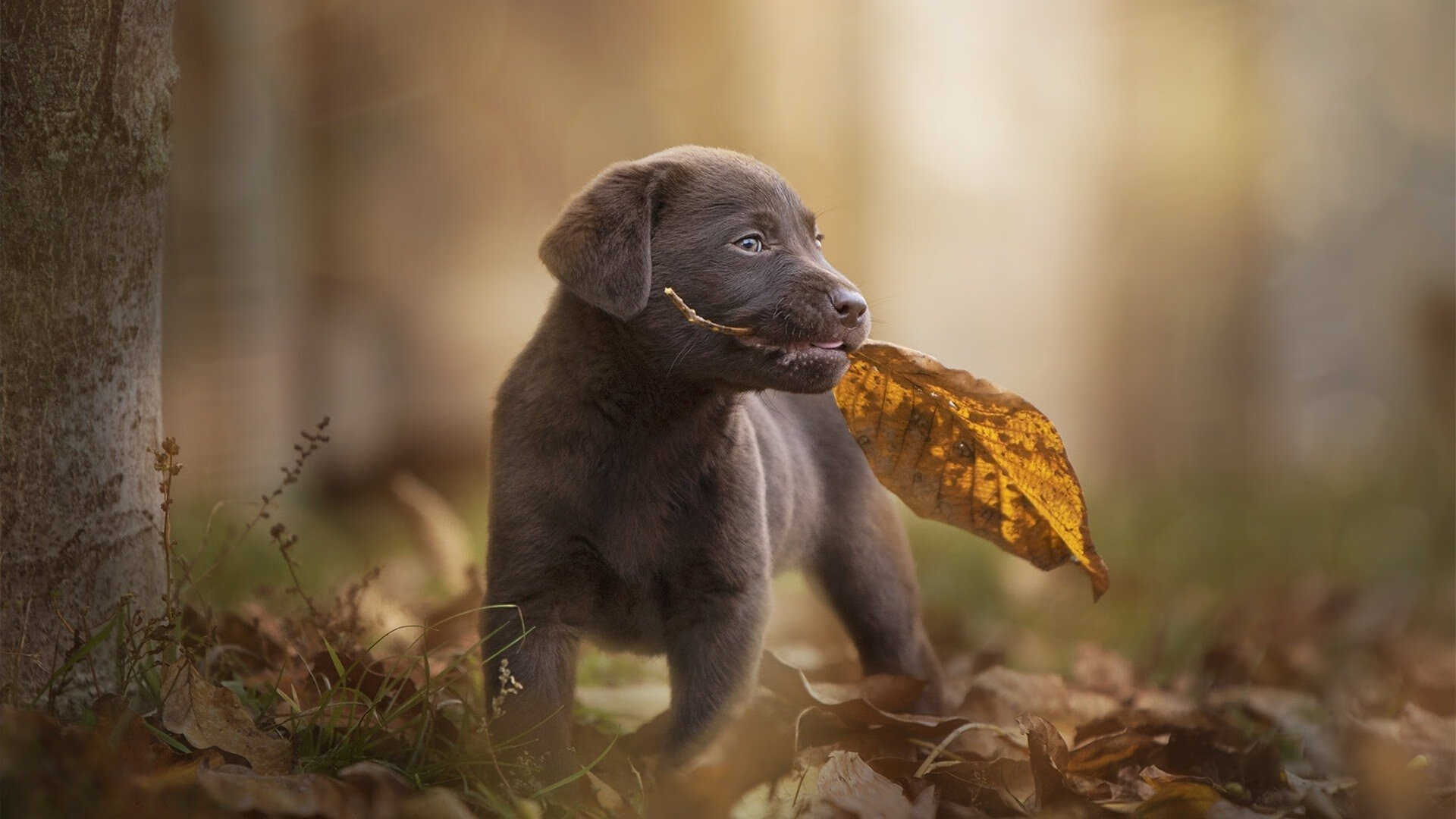 查默斯冲刺表现成夺冠关键,查尔莫斯得分